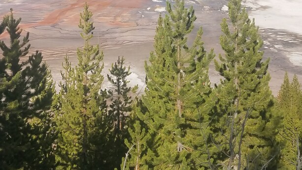 A geothermal area with a large pool of water, steam rising, and a forested background. - 406 Lodge (Gardiner)