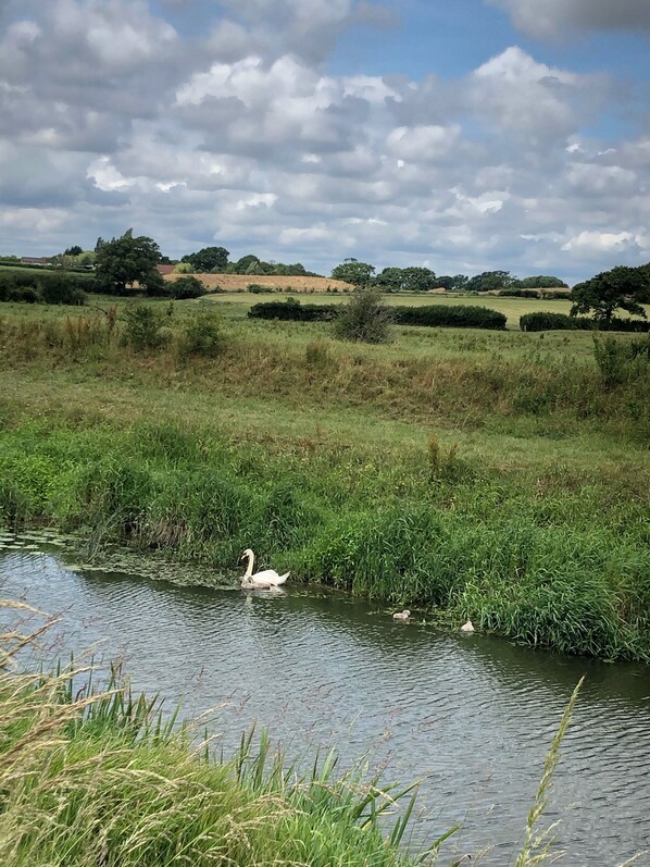 A serene landscape with a body of water, grassy fields, and trees in the background.