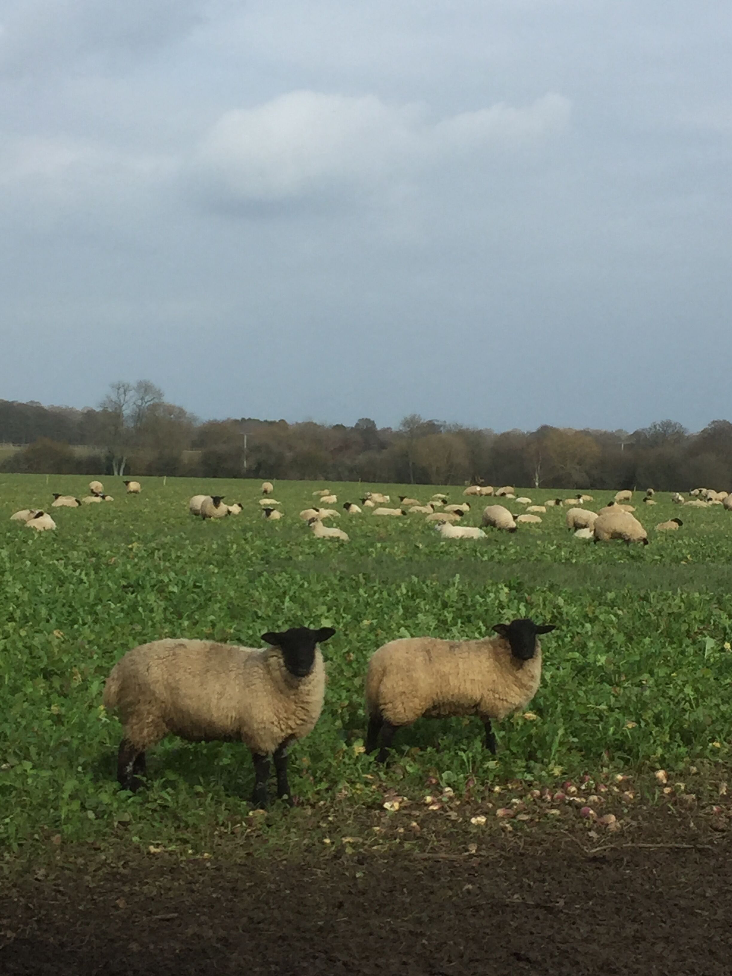 A field with sheep and a cloudy sky.