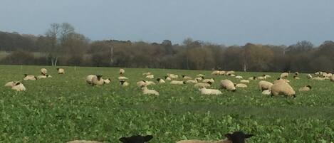 A field with sheep and a cloudy sky.