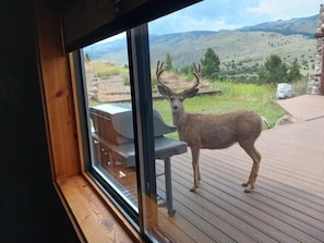 Un cerf se tient sur une terrasse en bois, d’où l’on peut admirer, à travers une fenêtre, un paysage montagneux.