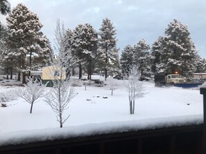 Property grounds - Osmo’s Hideaway surroundsed by Pines, 1 mile from restaurants and stores. (Pagosa Springs)