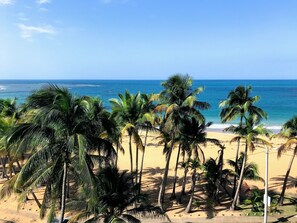 A beach with palm trees and a clear view of the ocean.