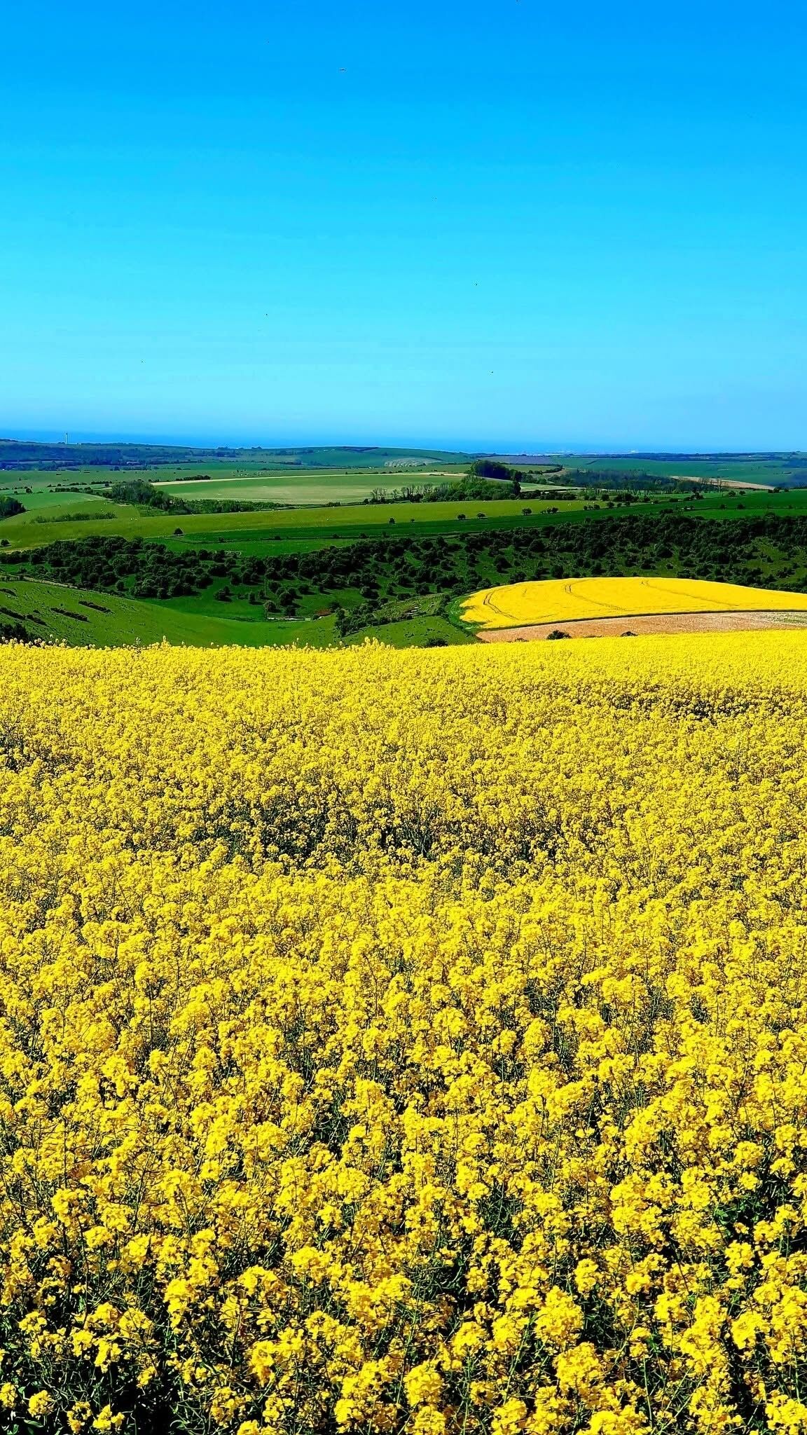 Ein weites Feld voller gelber Blumen unter blauem Himmel.