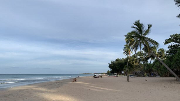 A beach with palm trees and boats.