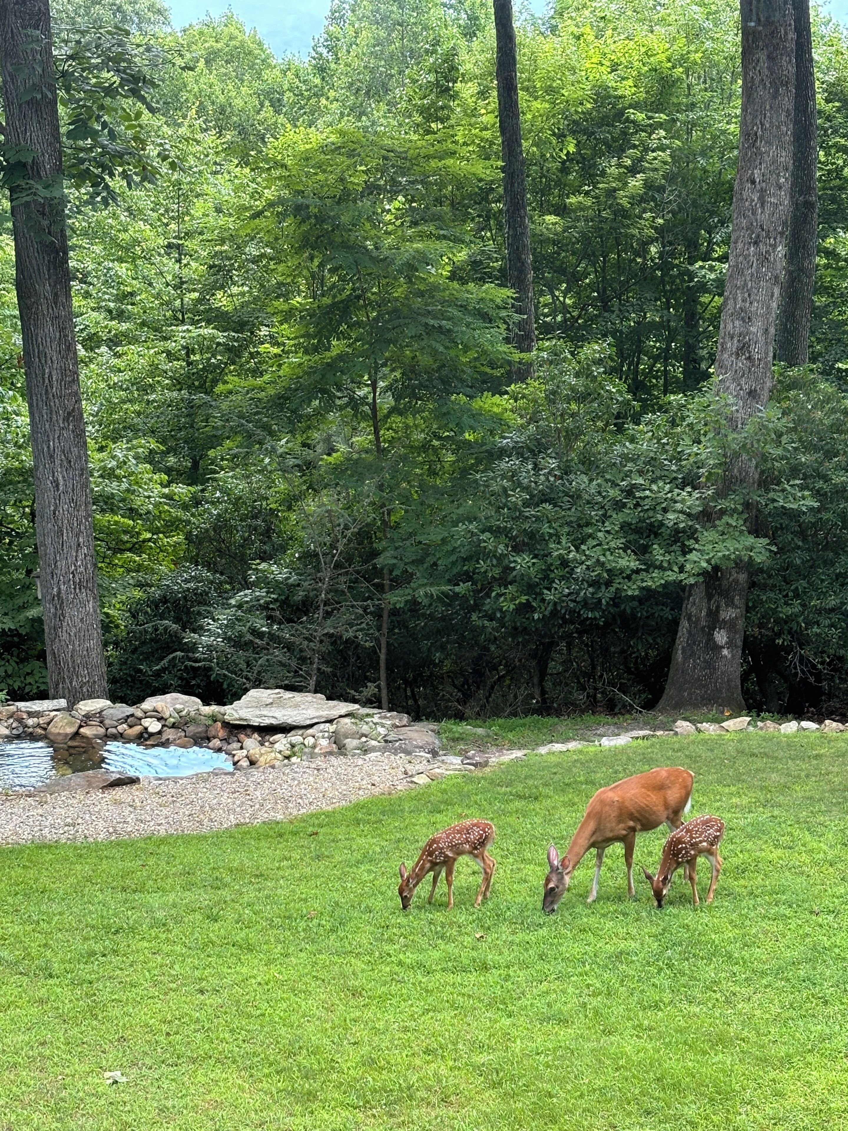 A grassy area with three deer grazing near a small pond surrounded by rocks.