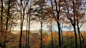A forested area with a wooden deck and a view of distant mountains. - 2.8 Acres of Mountain Magic.  Close to Everything.  (Pisgah Forest)