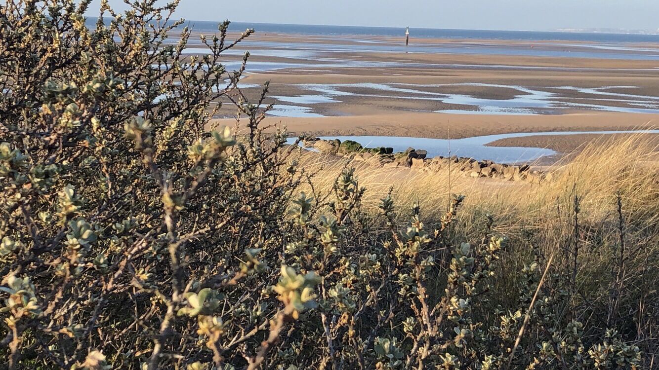 A coastal landscape with dry vegetation and a flat beach area.
