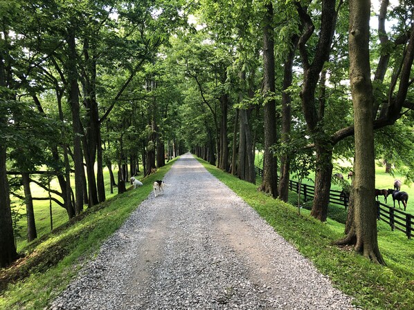 Un chemin de gravier bordé d’arbres, qui mène à un espace clos où se trouvent des chevaux.