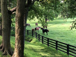 Un pré clôturé où paissent des chevaux, entouré d’arbres.