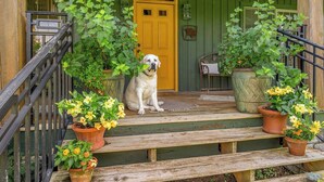 A dog sitting on wooden steps with potted plants and a yellow door in the background. - Orchard Park cottage (Versailles)