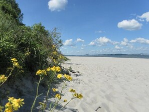 Una playa arenosa con flores amarillas y un cielo azul despejado.