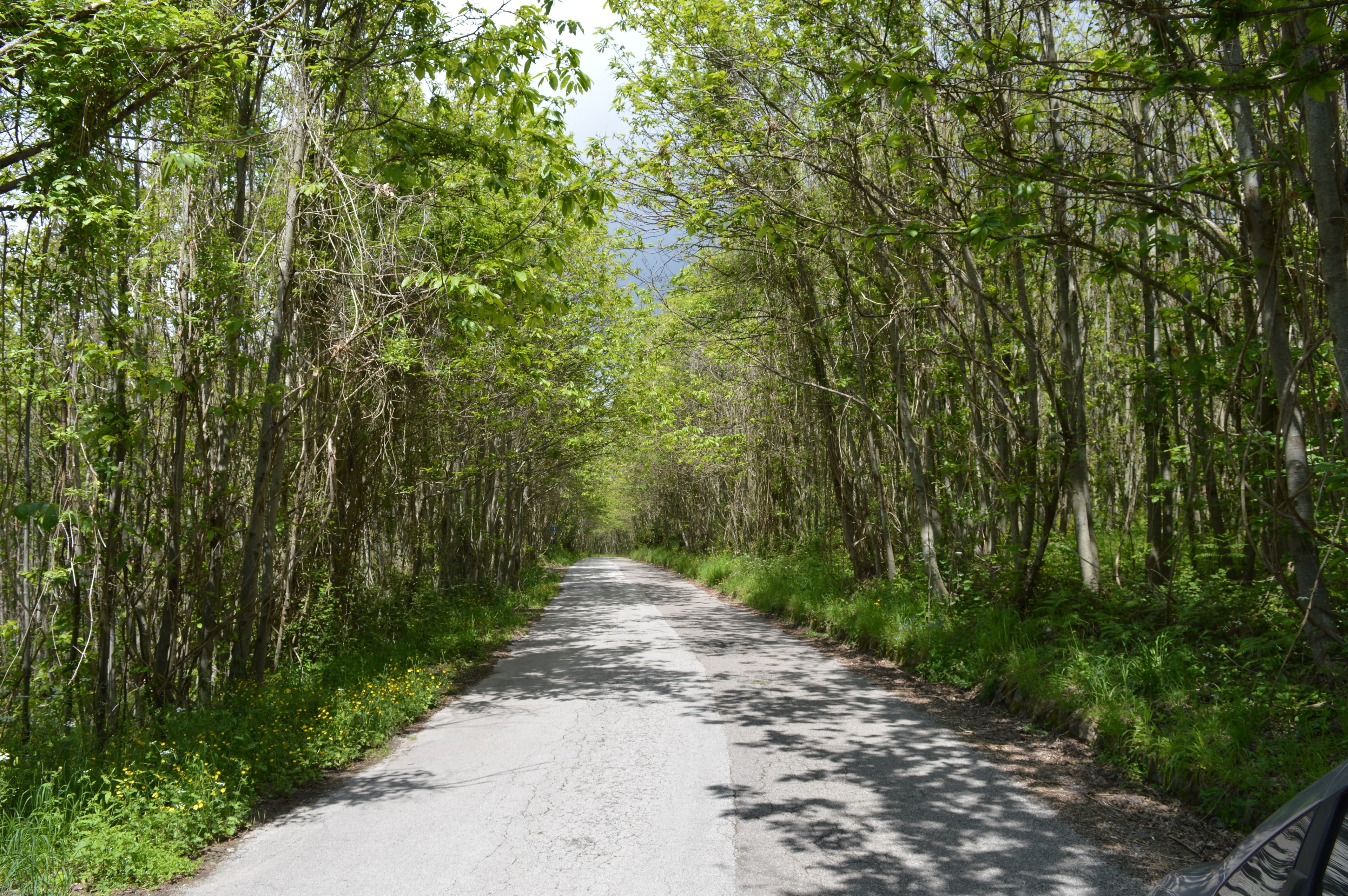 Une route étroite, bordée d’arbres, avec un feuillage dense de part et d’autre.