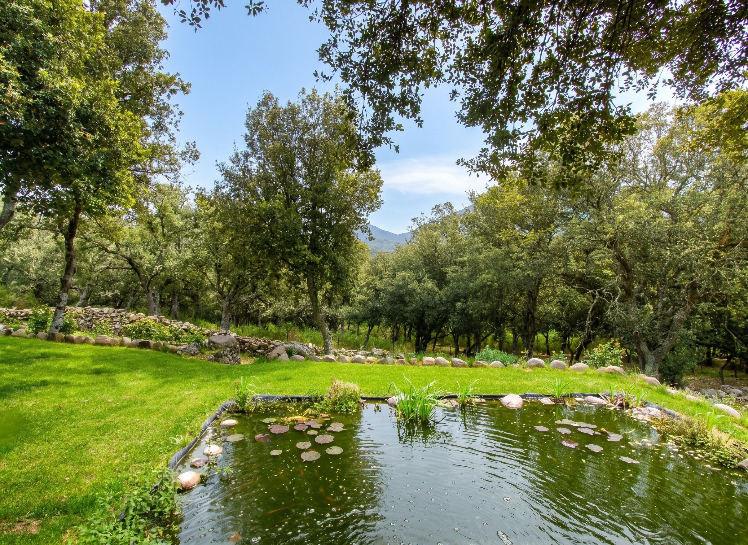 A tranquil garden with a pond, lush greenery, and a stone wall.