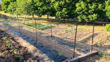 Un jardin avec des plates-bandes surélevées et une clôture en fil de fer, entouré d’arbres.