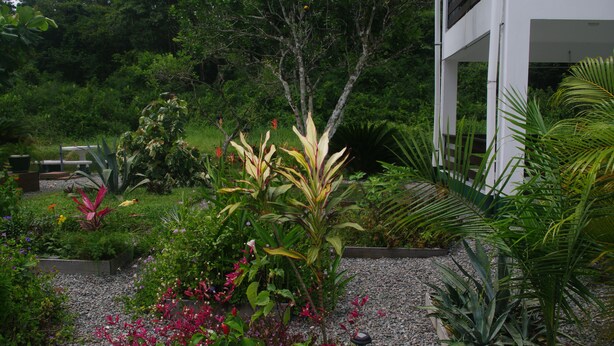 Een tuin met verschillende planten en een pad.