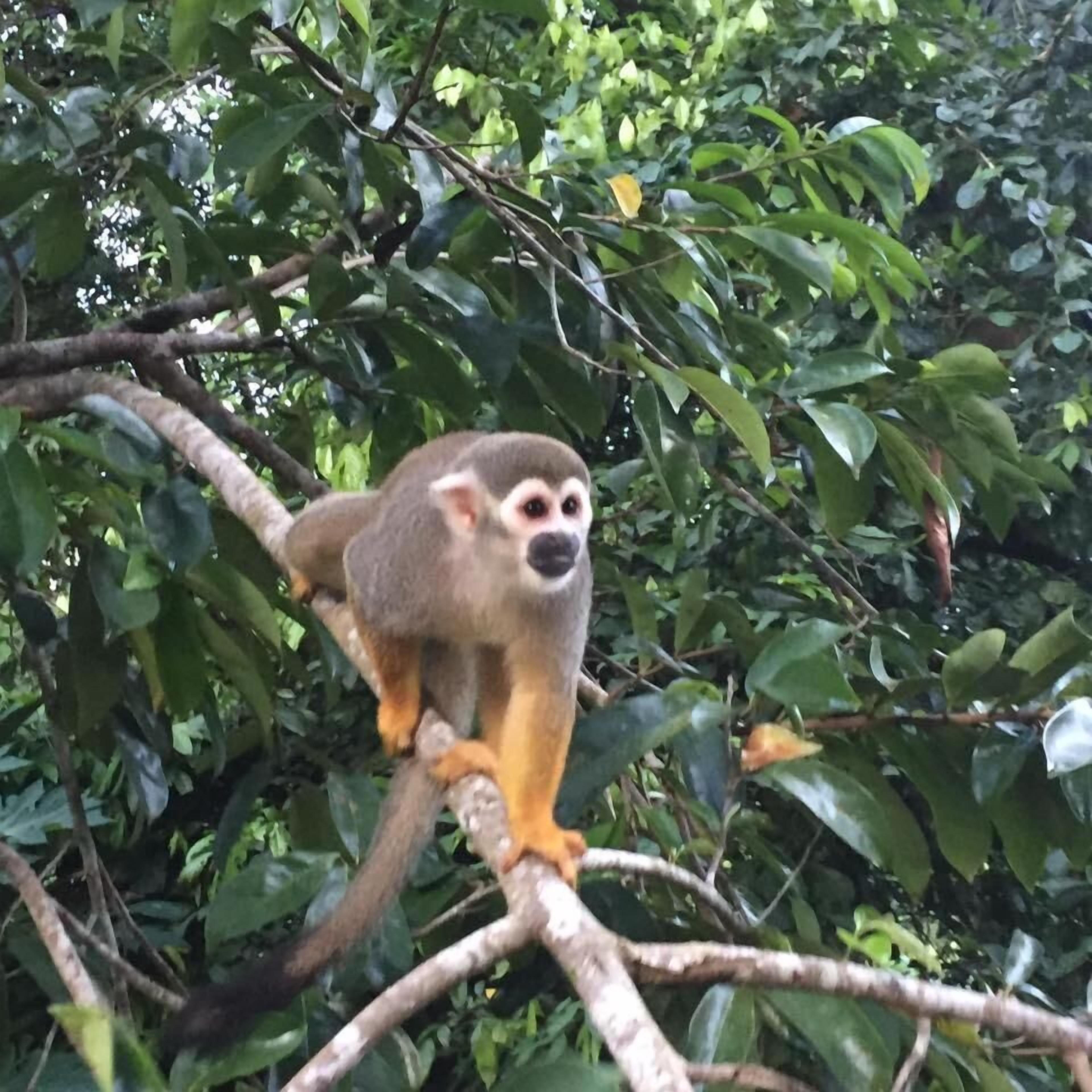 A monkey on a tree branch surrounded by dense foliage.