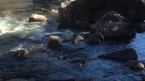 A river with rocks and a bridge. - Iconic Red House at red house hole! (Bellvue)