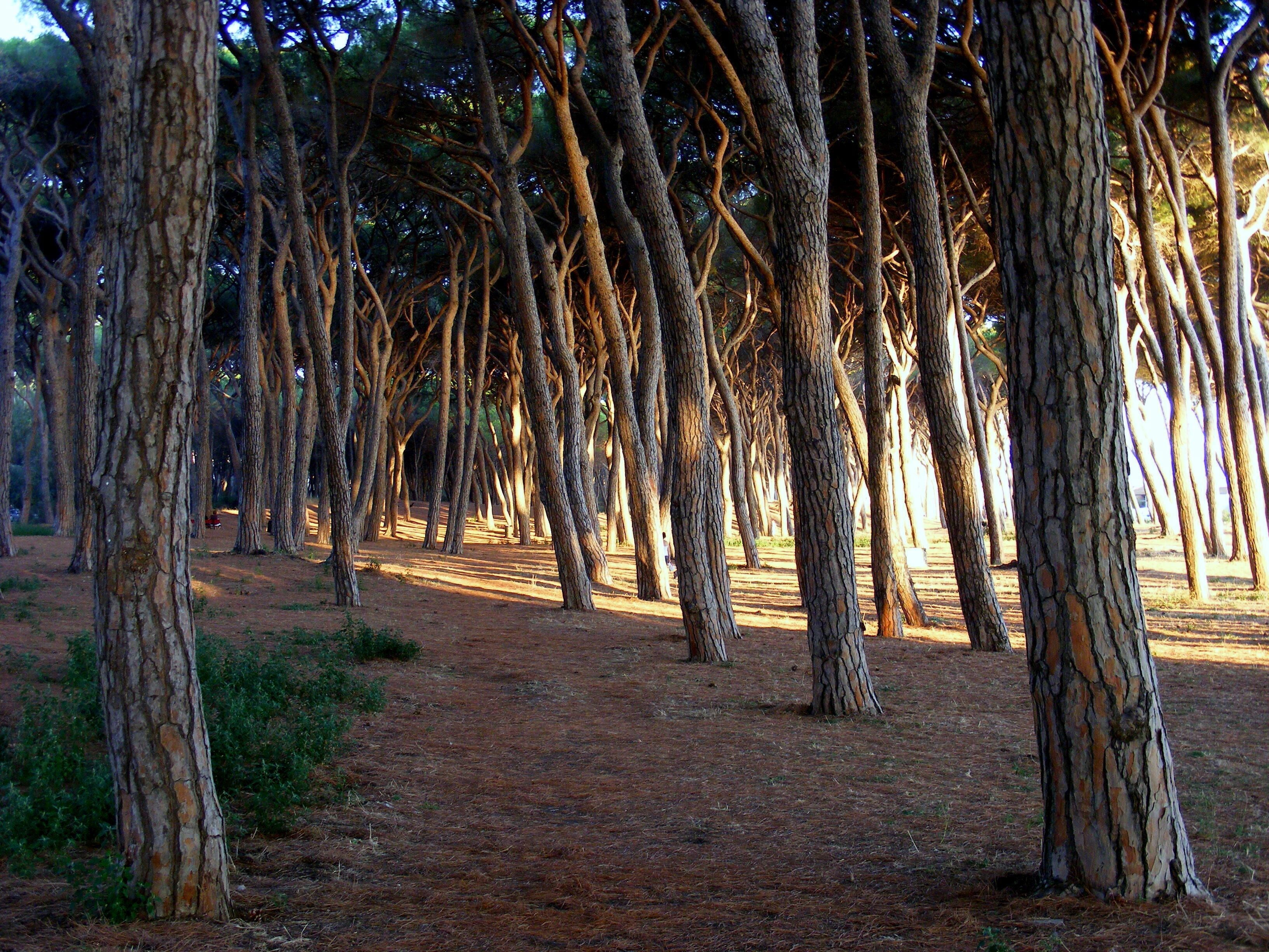 A forested area with numerous trees and a dirt path.