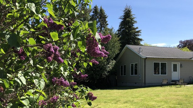 Ein Haus mit Vordergarten, Rasen und einem Baum mit violetten Blüten.