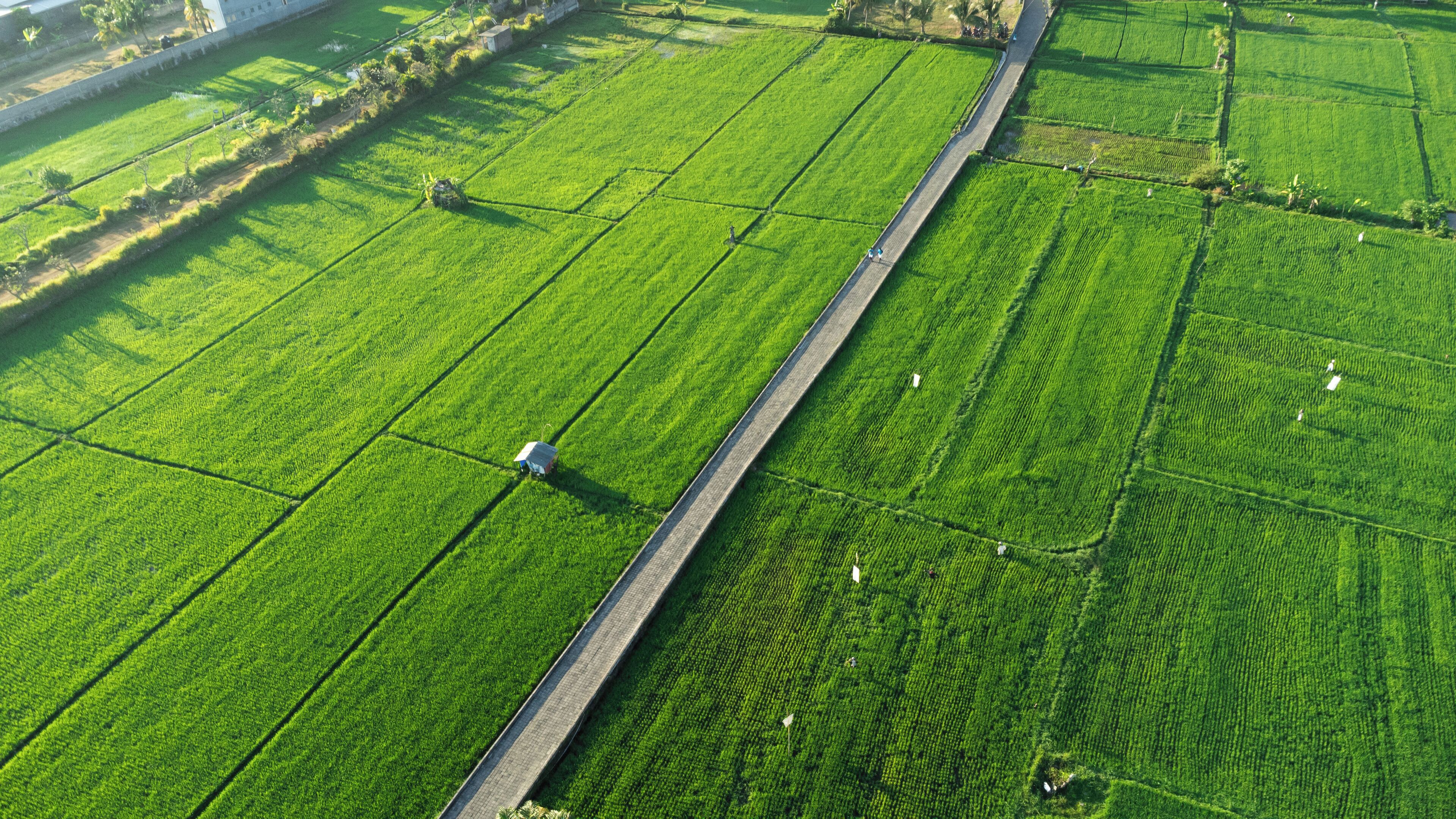 Vista aérea de un campo agrícola verde con una carretera pavimentada que lo atraviesa.