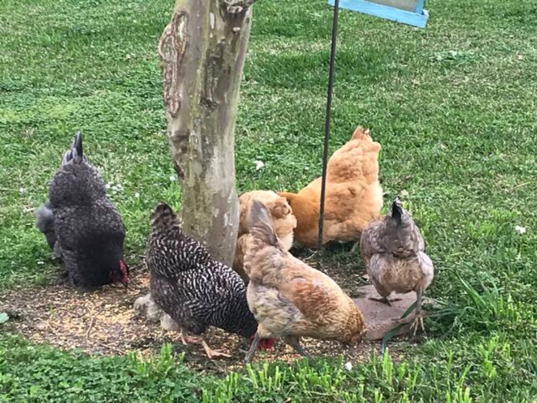 A group of chickens gathered around a tree in a grassy outdoor area.