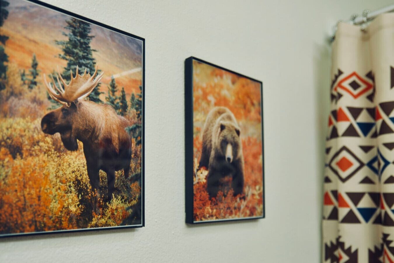 Deux tableaux encadrés représentant des animaux sauvages sont accrochés au mur : l’un représente un élan et l’autre un ours. Un rideau à motifs se trouve à droite.