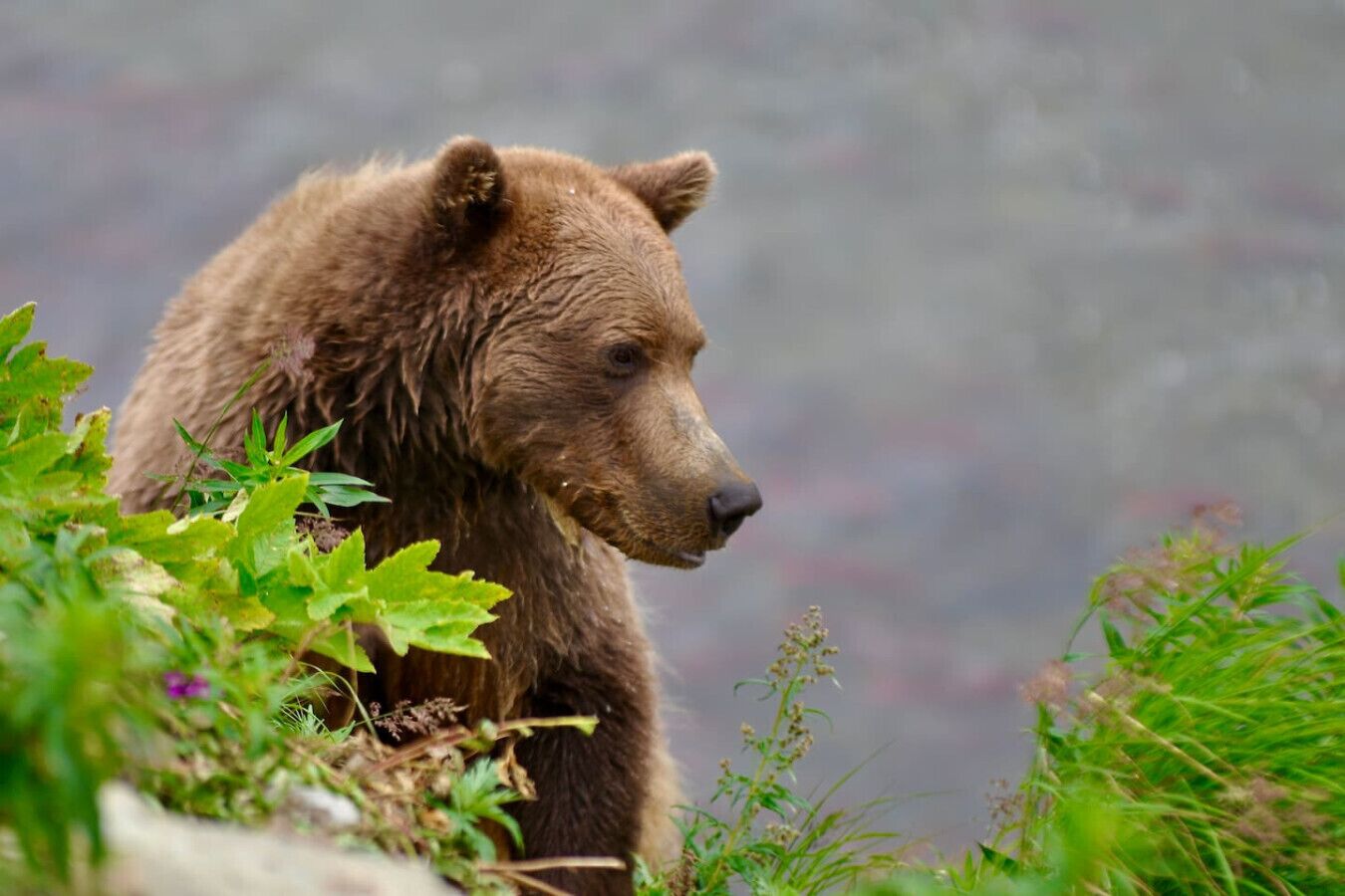 Un ours dans un environnement naturel, entouré de verdure, avec un arrière-plan flou.