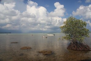 A mangrove tree surrounded by clear water with rocks and boats.