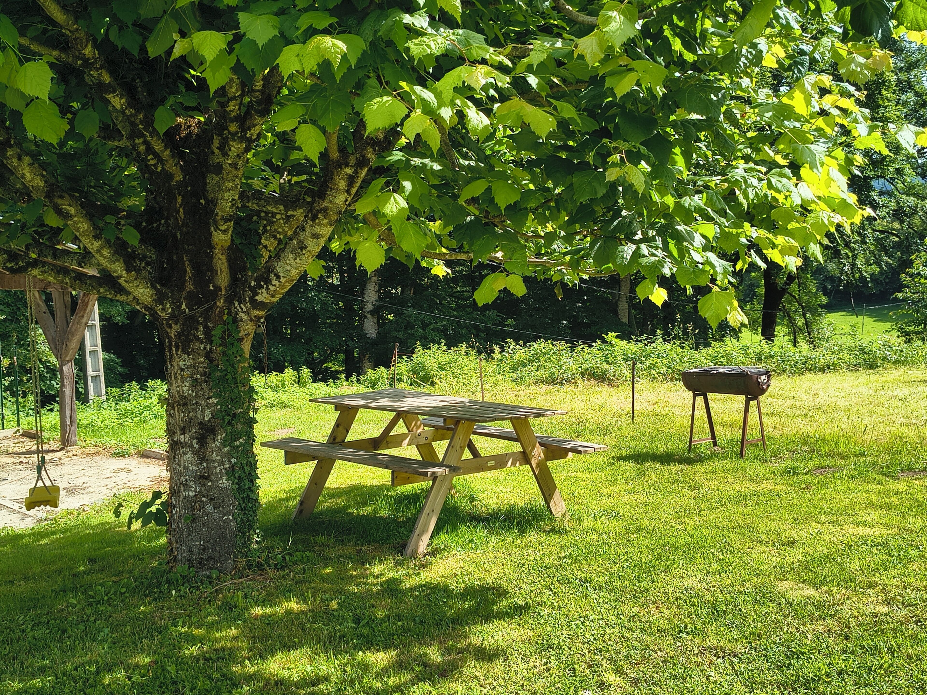 Une table de pique-nique sous un arbre, dans un espace herbeux.