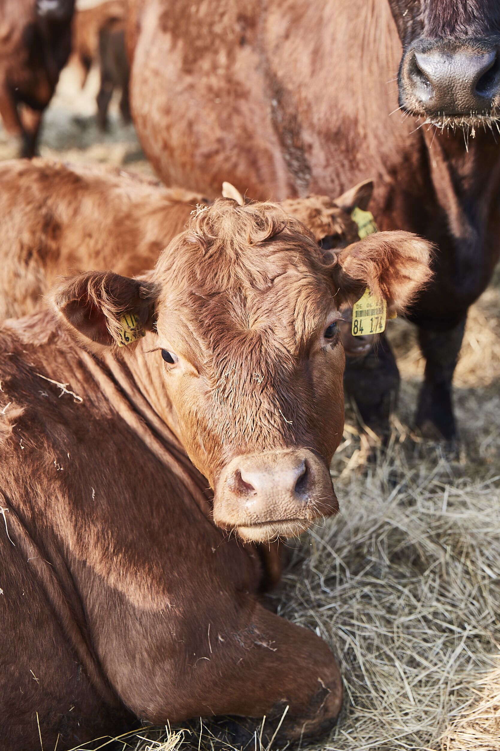 A close-up of a brown cow with a yellow ear tag lying on hay.