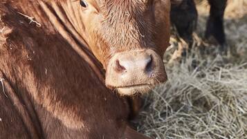 A close-up of a brown cow with a yellow ear tag lying on hay.