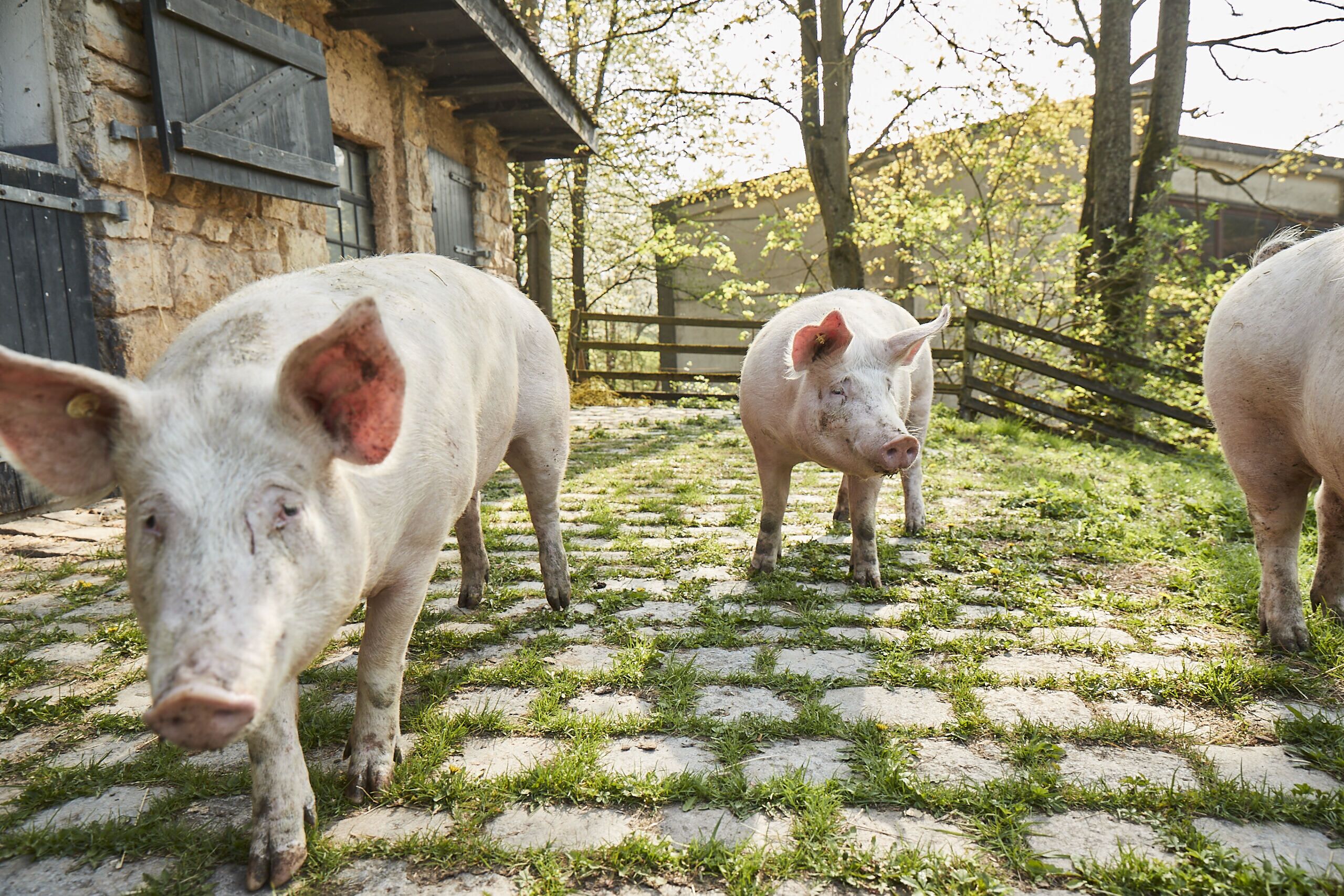 Three pigs standing on a cobblestone path in an outdoor setting with stone walls and wooden fences.