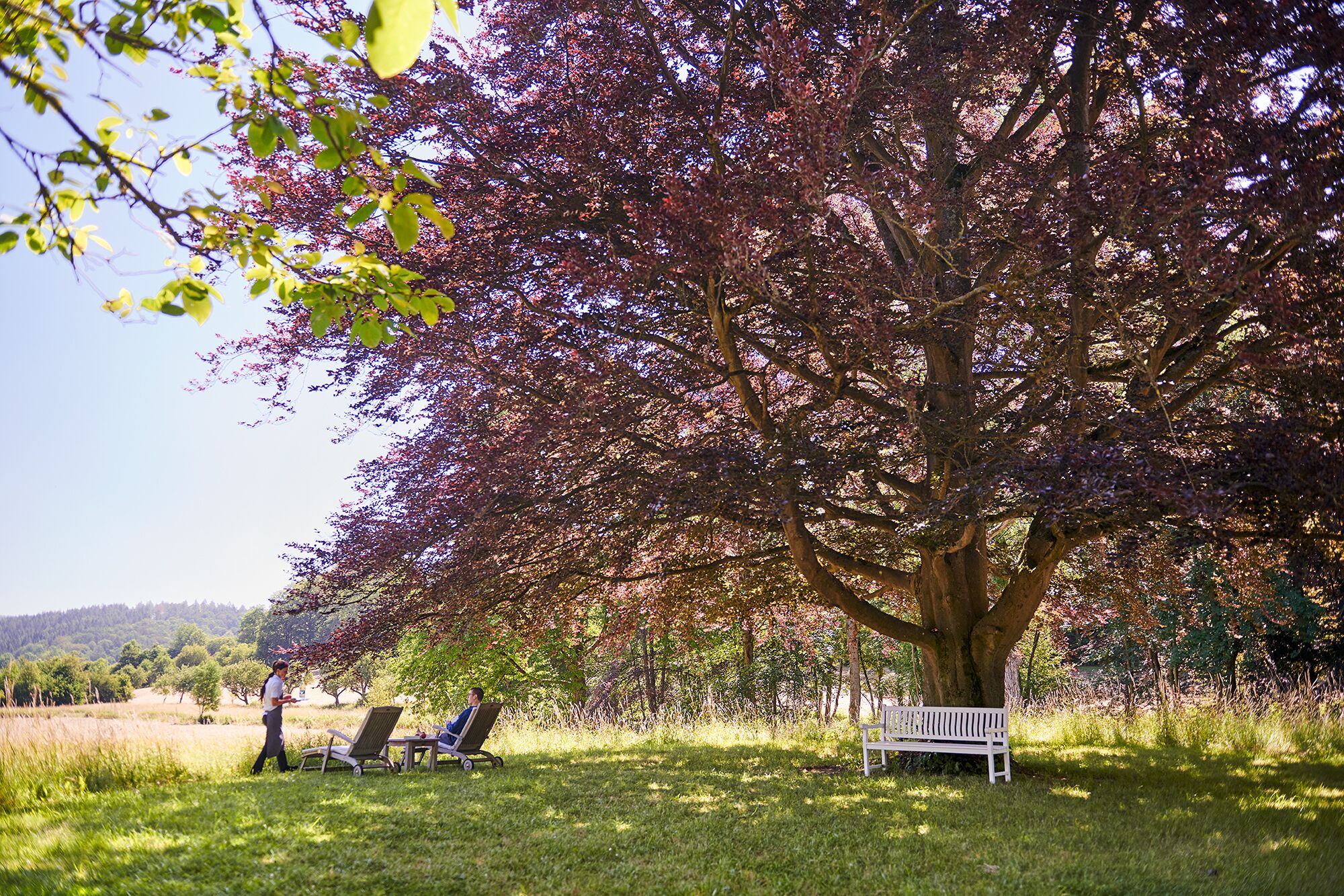 A park with a large tree, a white bench, and two lawn chairs.