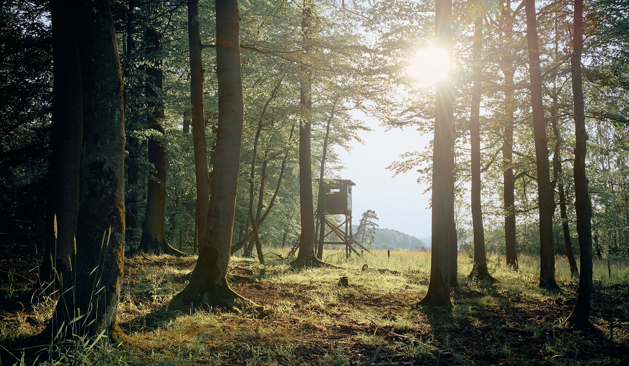 A forest with tall trees and a lookout tower.