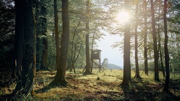 A forest with tall trees and a lookout tower.