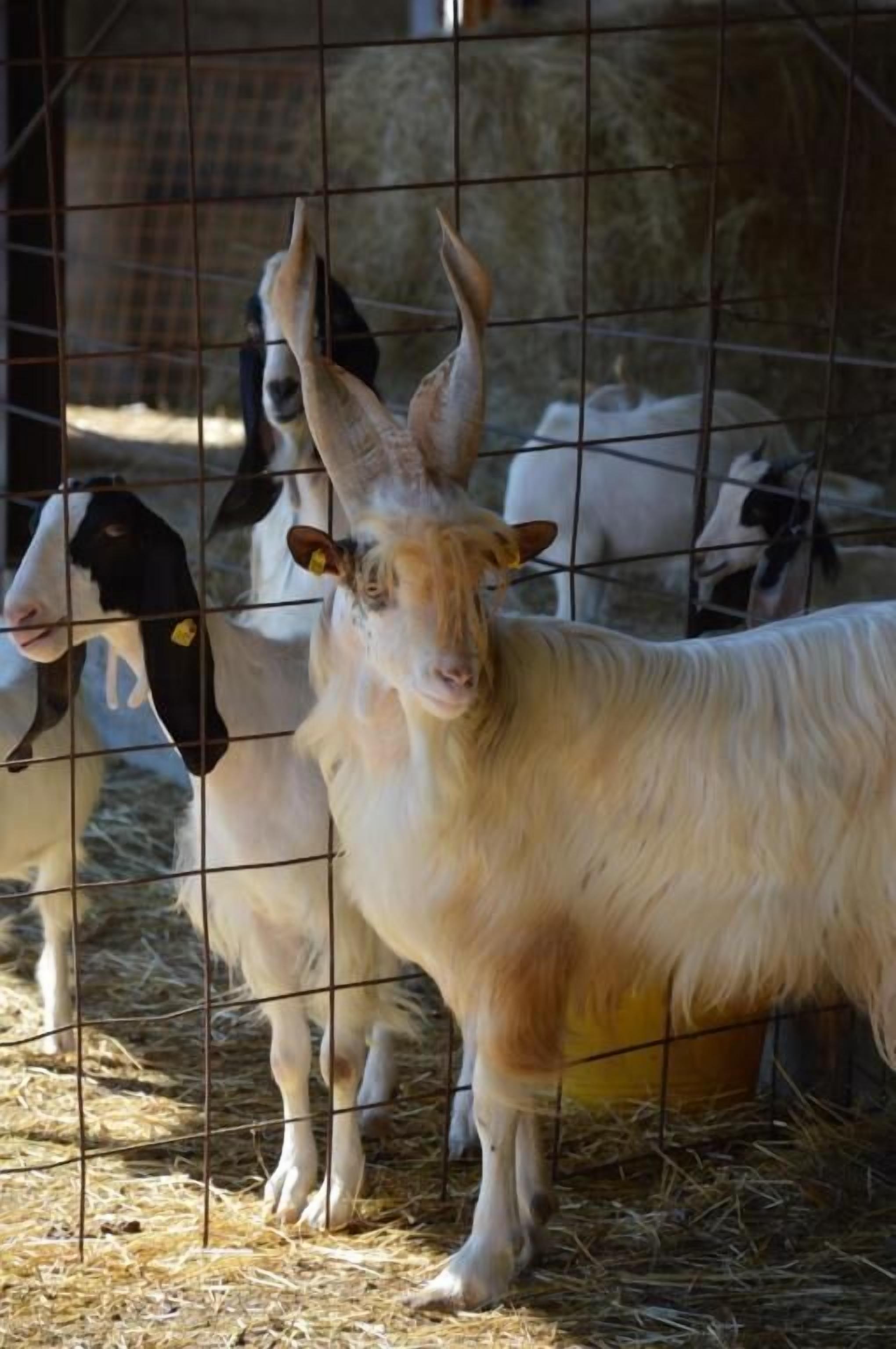 A goat with a white and brown coat standing in a pen with other goats.