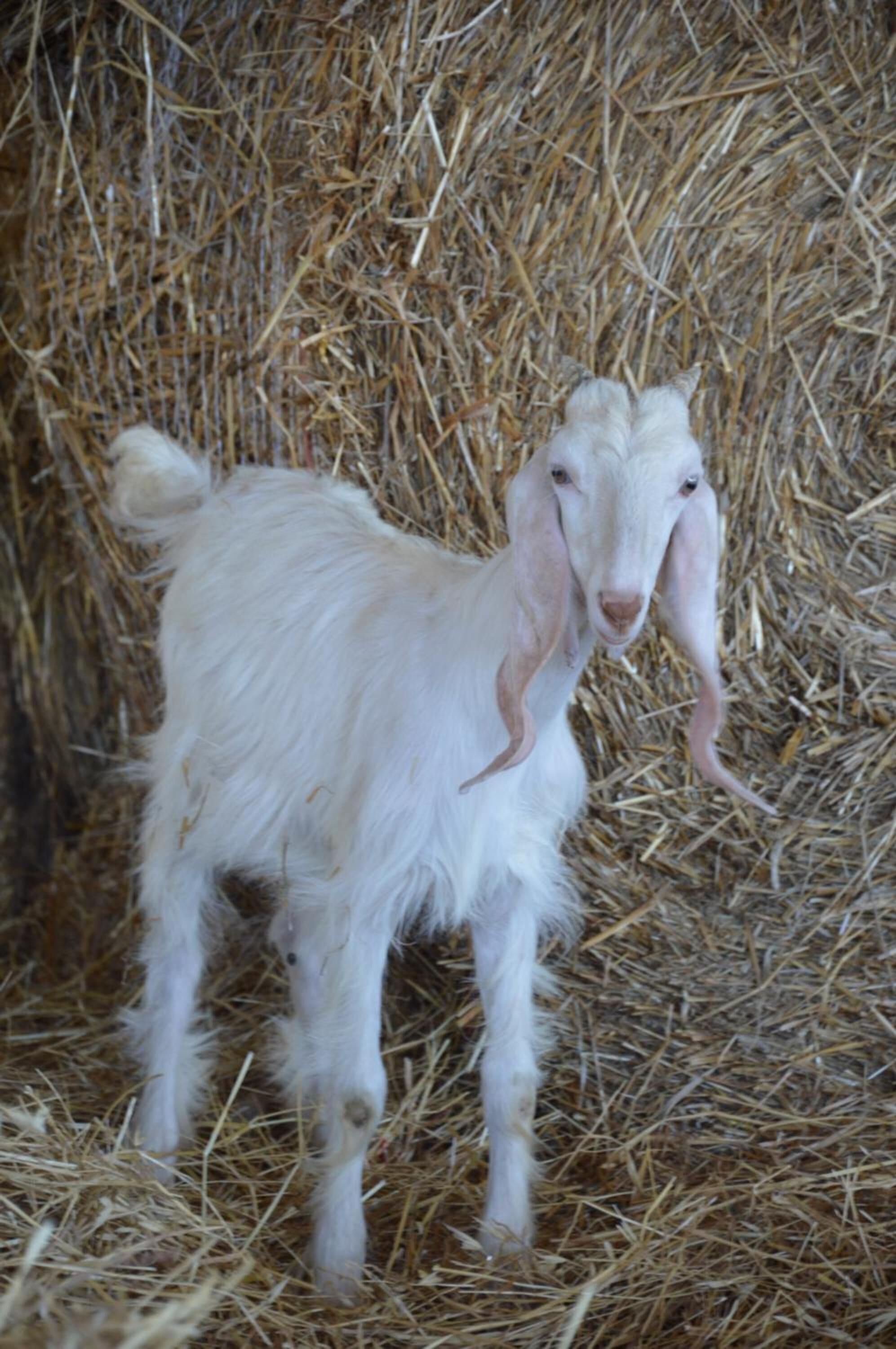 A white goat standing in a hay-filled enclosure.
