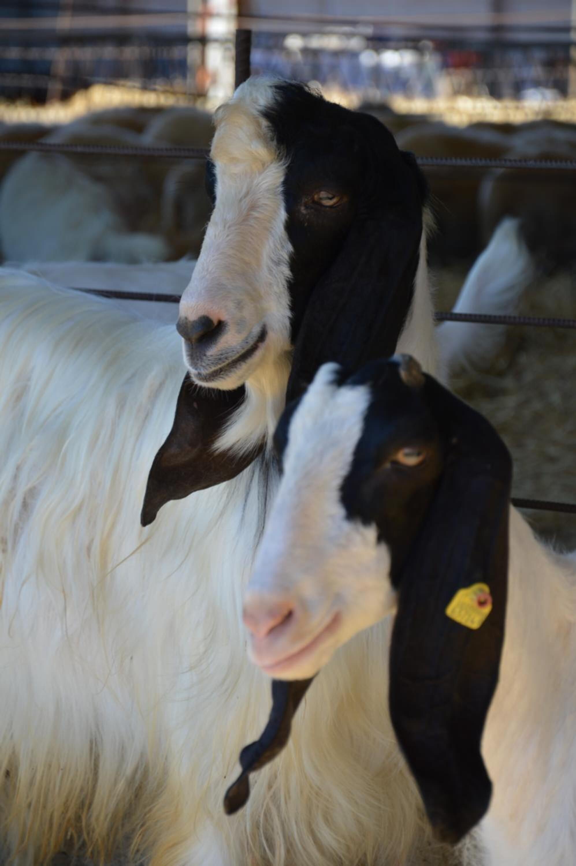 A close-up of a goat with a tag on its ear.