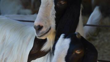 A close-up of a goat with a tag on its ear.