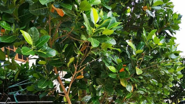 Une rangée d’arbres fruitiers longe un chemin en béton.