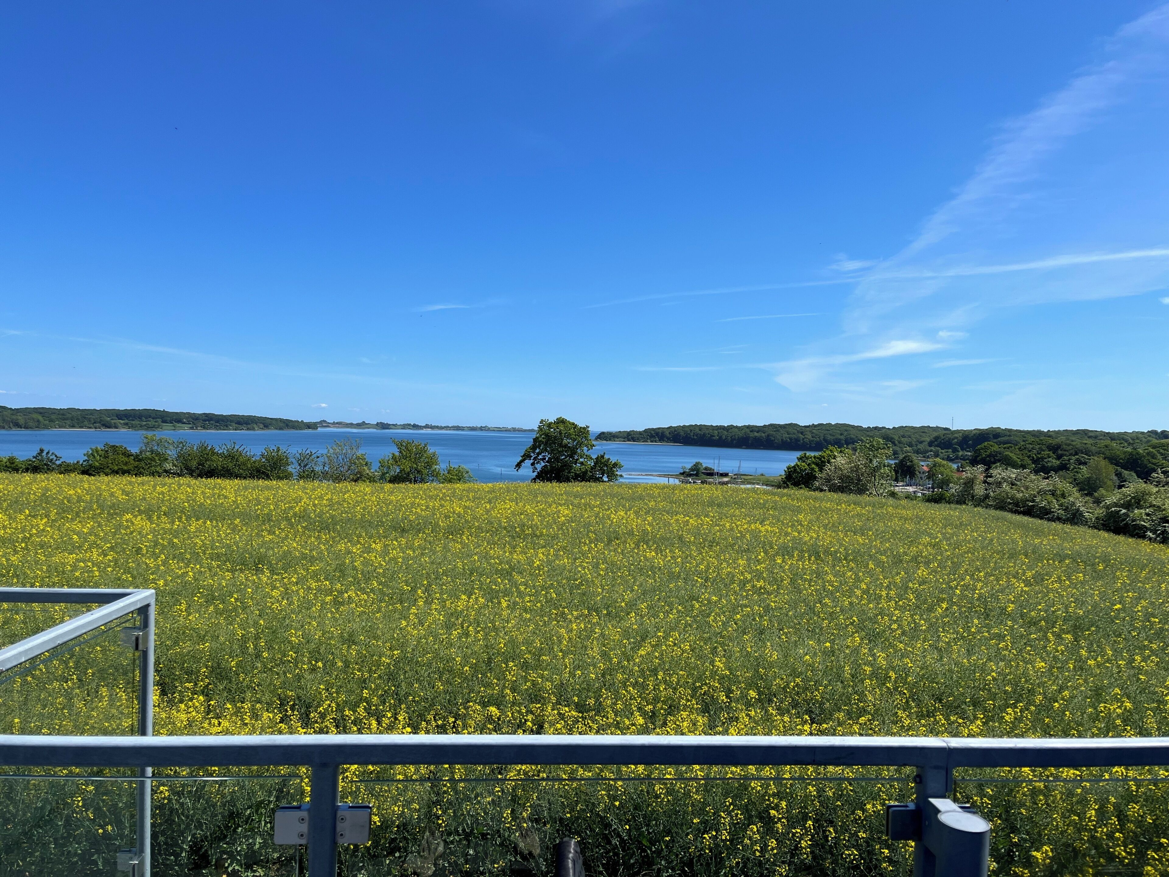 En blomstereng med gule blomster, et vandareal og en fjerntliggende kystlinje.