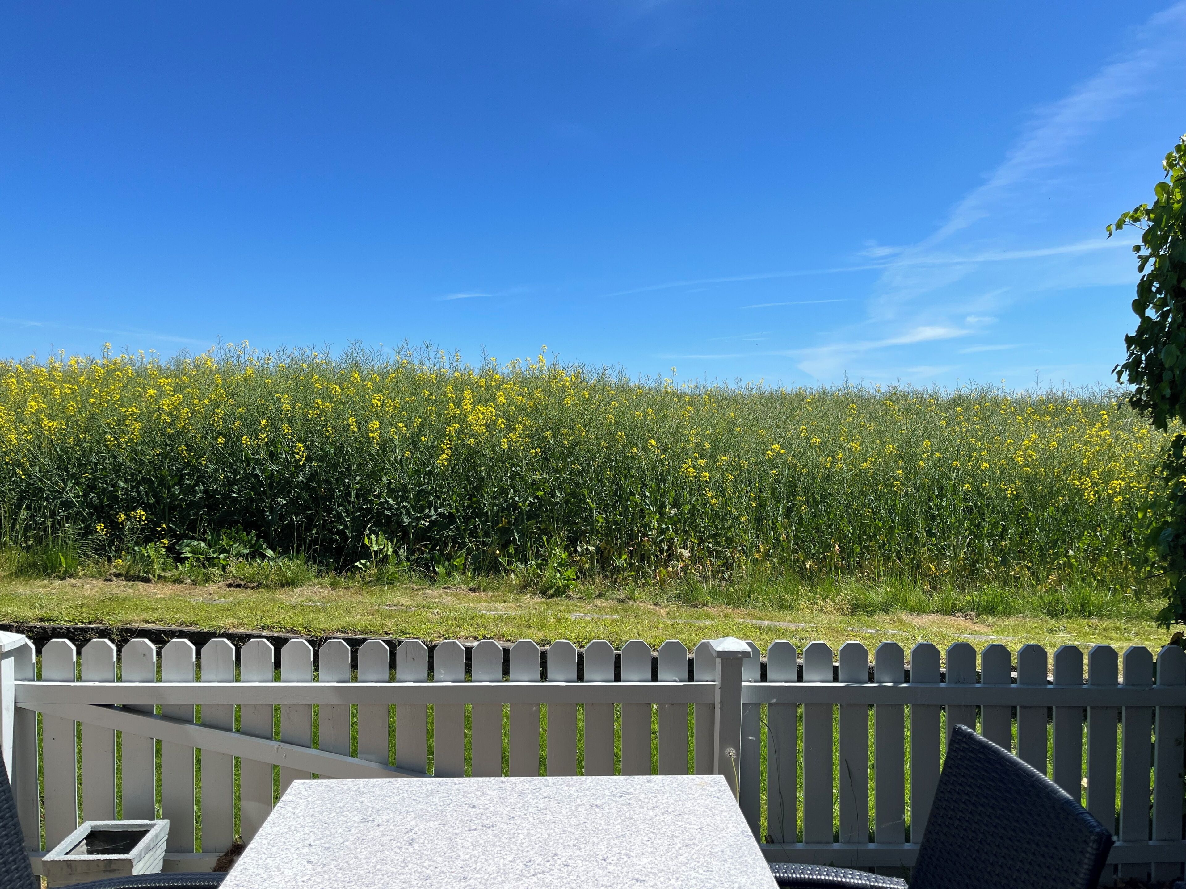 A patio area with a table and chairs, a white picket fence, and a field of yellow flowers in the background.
