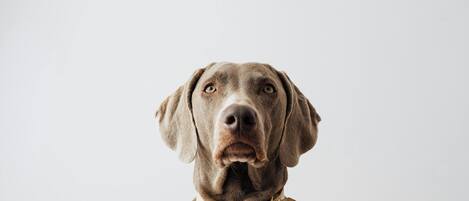 A close-up of a dog with a brown coat and a leather collar.