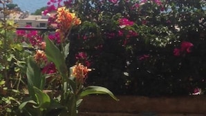 Un jardin agrémenté de bougainvilliers et offrant une vue sur la mer.