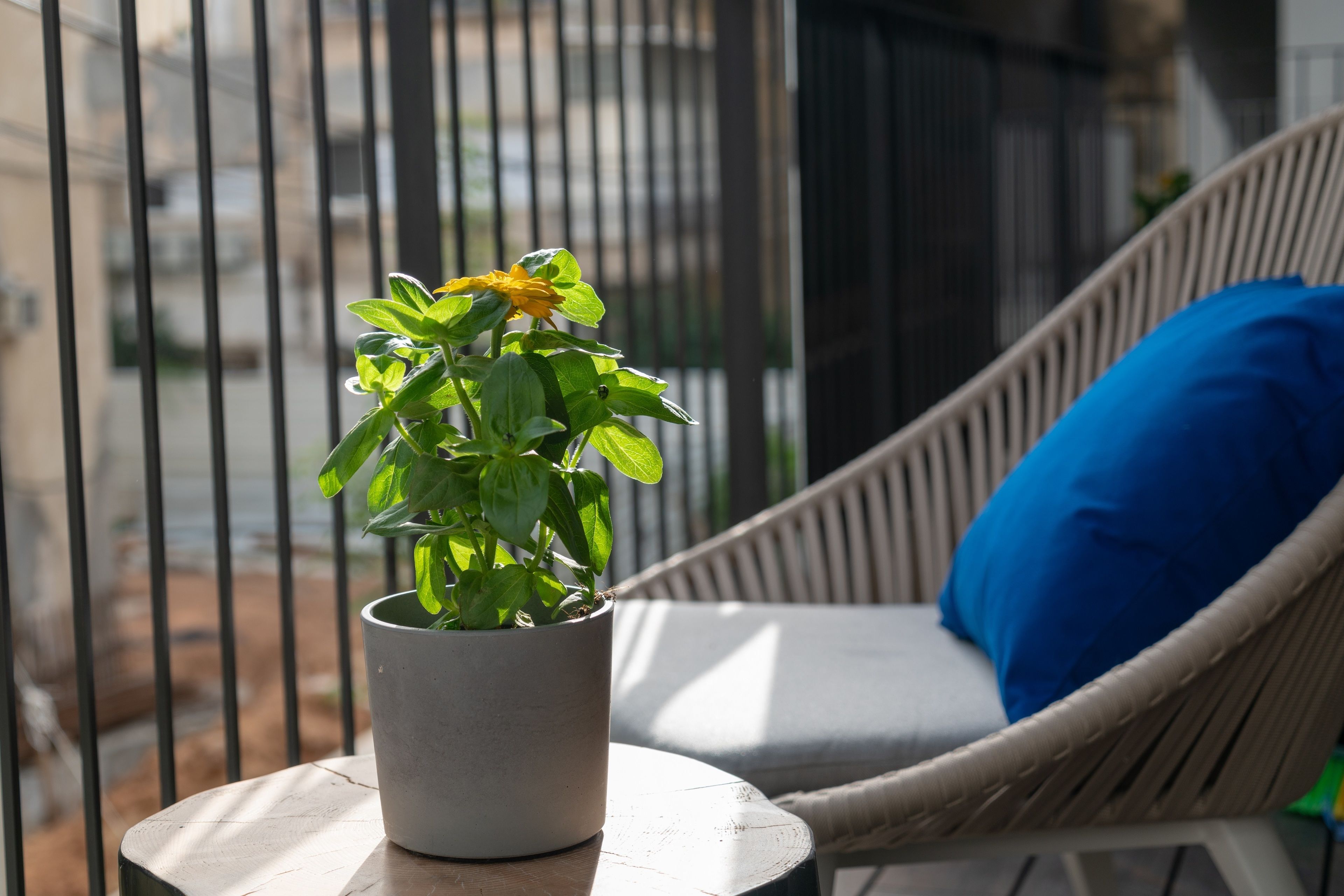 A potted plant with green leaves and yellow flowers on a small round table, a wicker chair with a blue cushion, and a metal railing in the background.