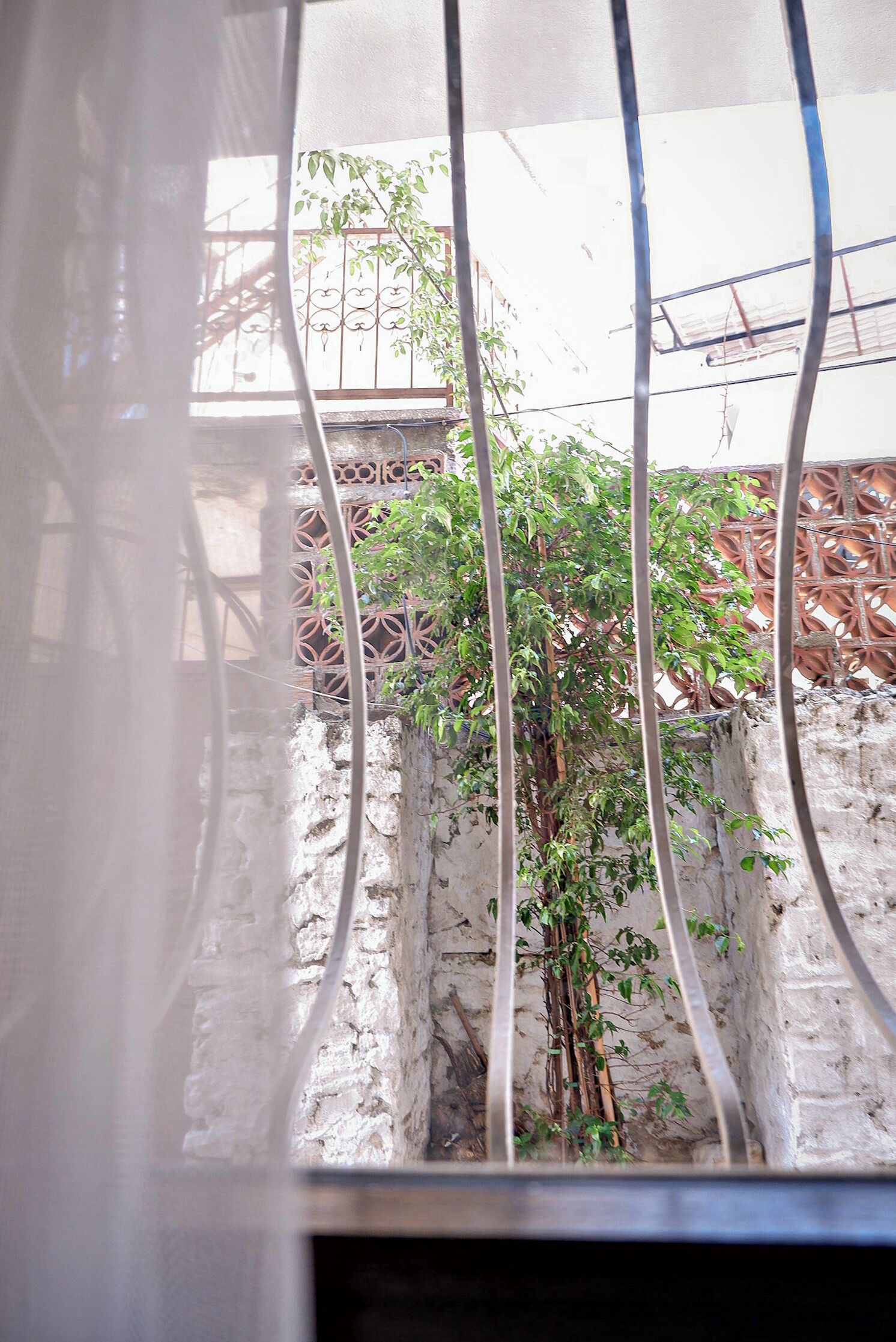 A view through a metal gate with a tree and a white wall.