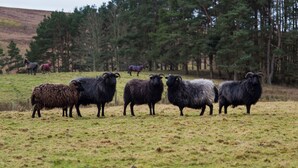 A group of sheep in a grassy field with trees in the background. - Brown Rigg Guest Rooms (Hexham)