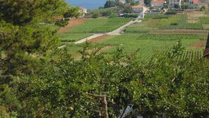 Front of property - Apartmani  Mate Cebnalo (Lumbarda)