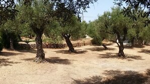 An olive grove with trees and a dirt path. - Dora Apartments (Zakynthos)